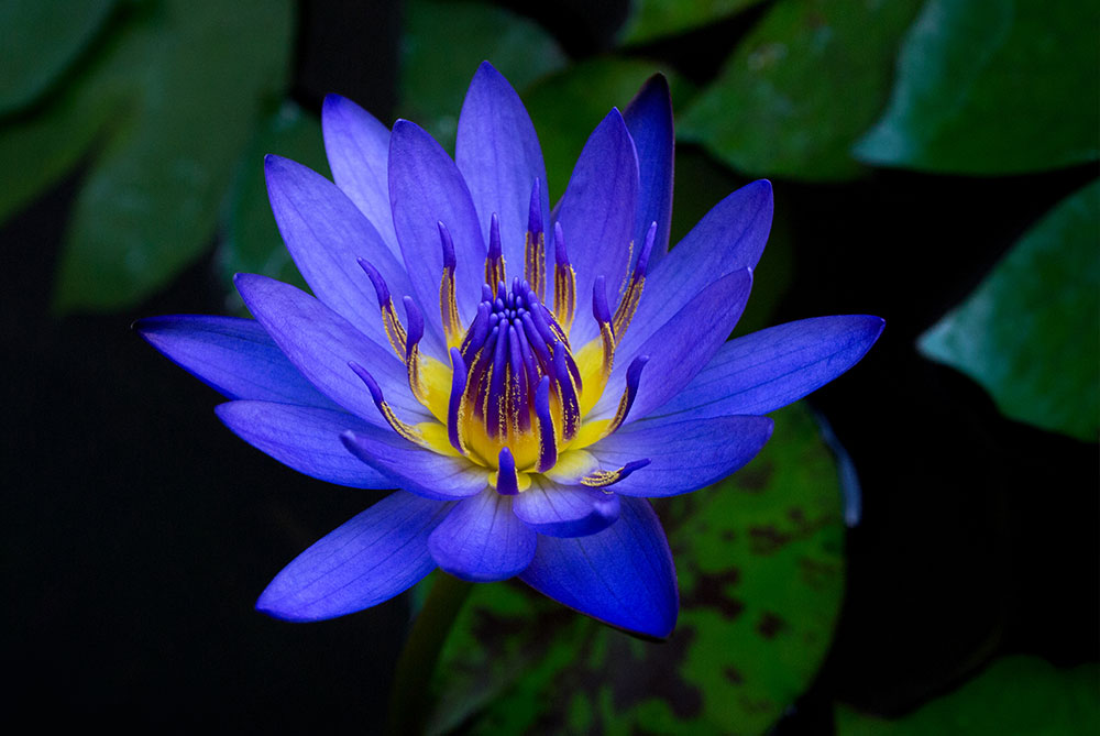 নীলপদ্ম