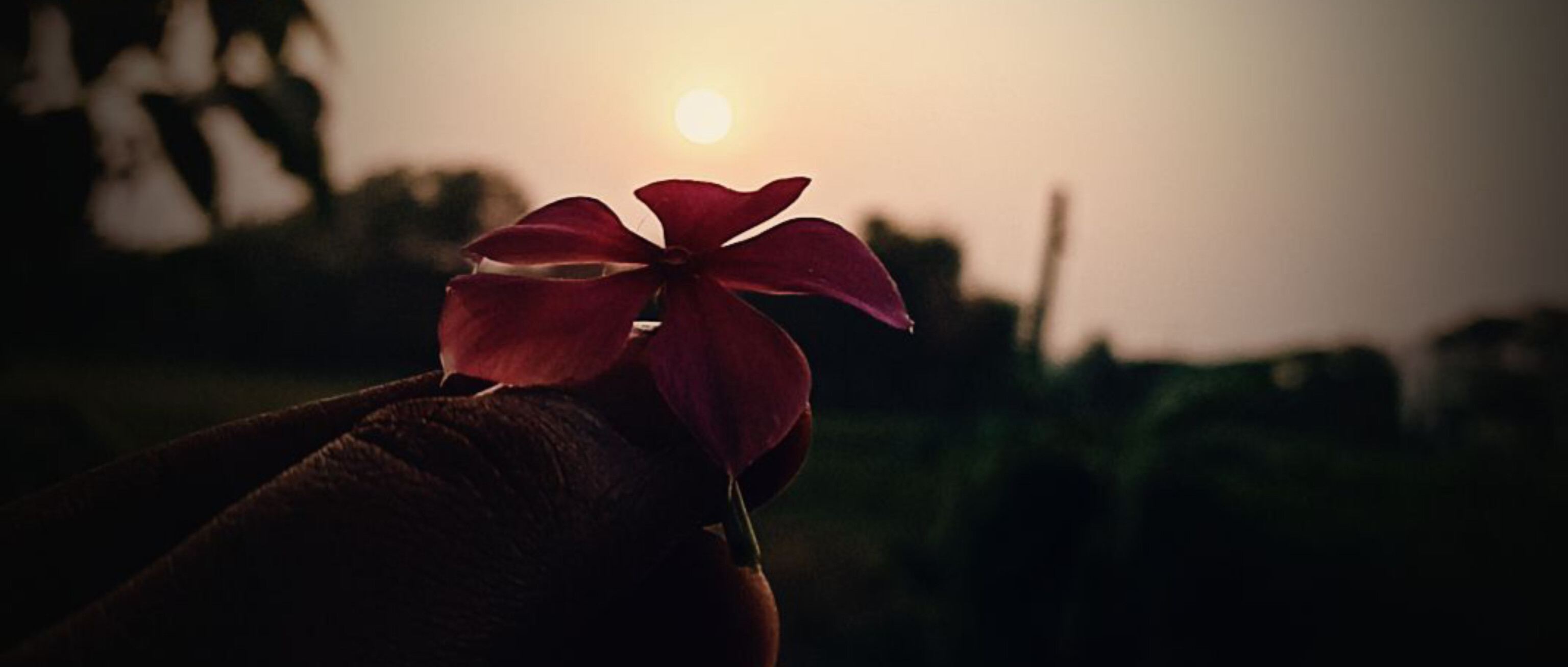 फूल की तृष्णा