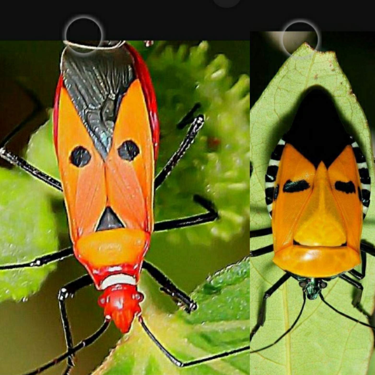 মোগাম্বো খুশ হুয়া(Mogambo khush hua)