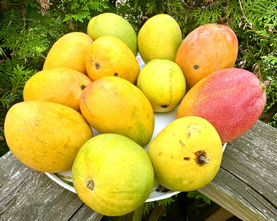 आम  [ AAM ]