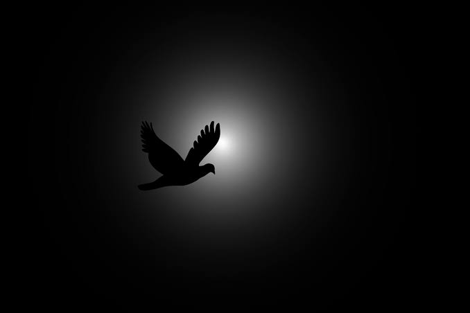 Flying With Dream's pic