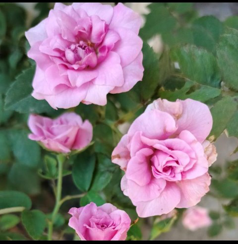 Lakshmi Patel's pic